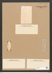 Diatomeae indet. Zeichnungen Sammlung Grunow Nr. 3314 (NHMW-BOT-W0370811)